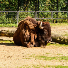 American bison or commonly known as the American buffalo © Geert