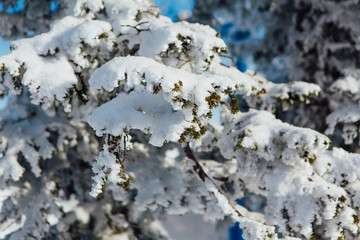 Pine tree branches covered with white snow and ice.