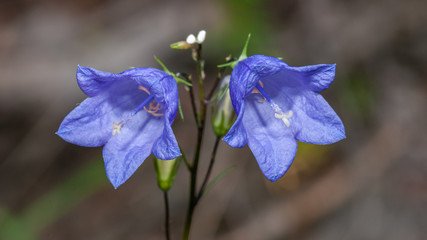two bellflowers next to each other