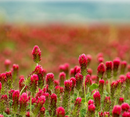 field of purple clover