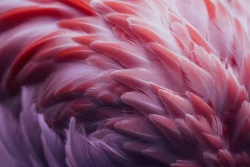 Poster Beautiful close-up of the feathers of a pink flamingo bird. Creative background. © belyaaa