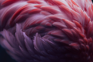 Beautiful close-up of the feathers of a pink flamingo bird. Creative background.