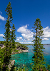 Fototapeta na wymiar Pines overlooking a bay with clear water and white clouds against a blue sky