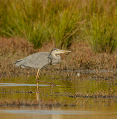 great blue heron walking in water