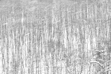 Blizzard in the winter white forest.