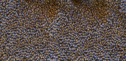 Natural background of many bees.