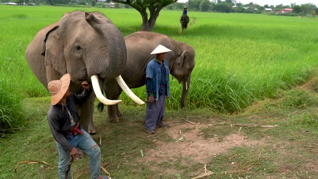 The elephant's family of the mahout Kui people with elephants in the Surin province Thailand.