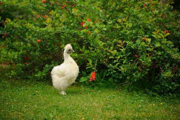 Beautiful White Chinese Silkie Chicken