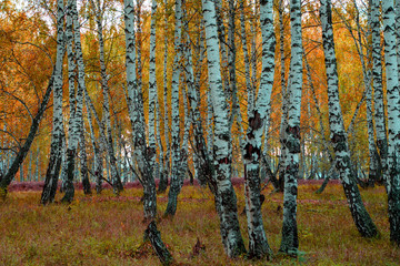 Autumn forest trees sunlight view. Autumn birch tree forest. Autumn birch forest background. Autumn...