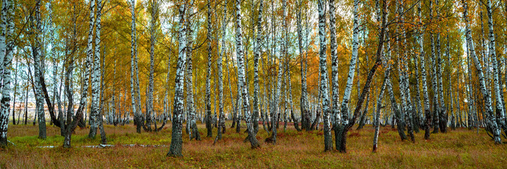 Fototapeta premium Autumn forest trees sunlight view. Autumn birch tree forest. Autumn birch forest background. Autumn sunlight birch forest view.