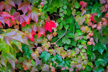 Wilder Wein Im Herbst