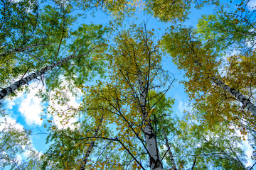 Autumn forest trees sunlight view. Autumn birch tree forest. Autumn birch forest background. Autumn sunlight birch forest view.