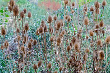 Cardos de cardadores secos, cardencha. Dipsacus fullonum.