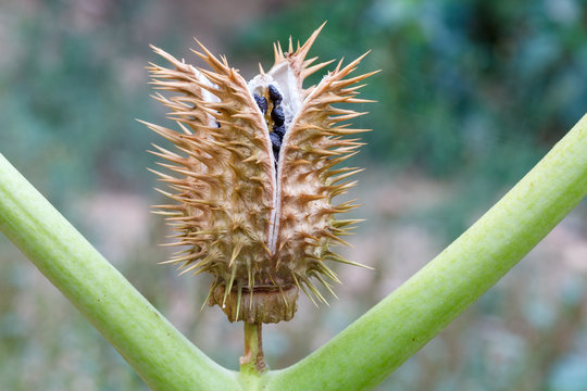 Fruto, c&aacute;psula espinosa con semillas de estramonio. Datura stramonium.