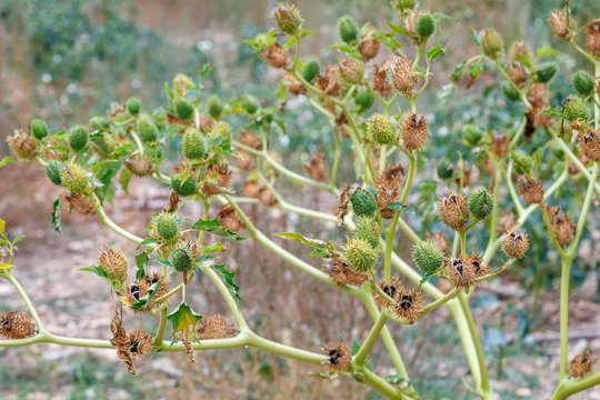 Planta de estramonio con frutos espinosos con semillas. Datura stramonium.