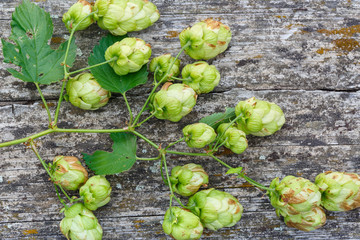 Rama de lúpulo con sus frutos. Humulus lupulus.