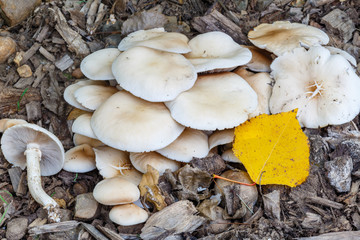 Setas de chopo entre los restos de madera y hoja amarilla. Agrocybe aegerita.