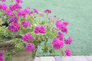Fototapeta na wymiar Blooming pink geranium (pelargonium) in a flowerpot against a background of green grass.