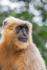 Monkey Langur also known as Hanuman Langur in Rishikesh, India. Close up. Indian langurs are lanky, long-tailed monkeys