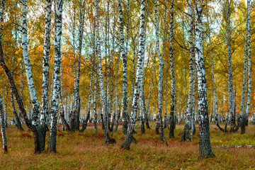 Autumn forest trees sunlight view. Autumn birch tree forest. Autumn birch forest background. Autumn sunlight birch forest view.