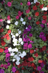 Beautiful multi-colored undersized balsam flowers.