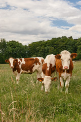 Fototapeta na wymiar Three cows in the meadow under a cloudy sky