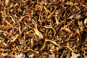 Stockholm, Sweden Freshly picked chanterelle mushrooms drying on newspaper.