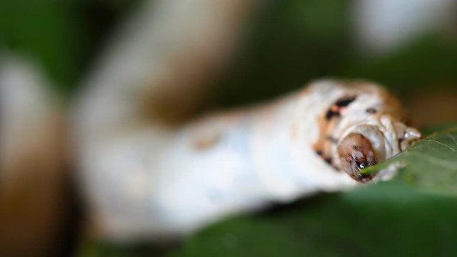 worm of silk eating some food, farmer feeds their life by green leaves