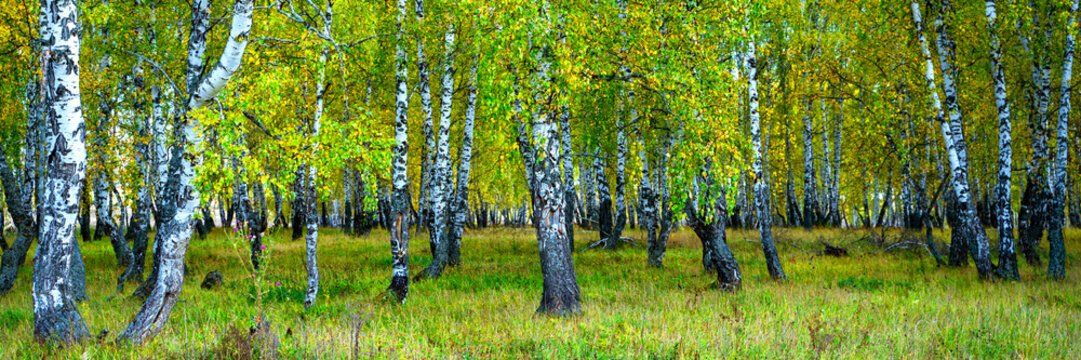 Summer scene in a birch forest lit by the sun. Summer landscape with green birch forest. White birches and green leaves.
