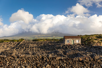 Traditional Pico Island volcanic vinyards, Azores, Portugal