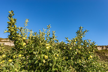 Orchard with green apples (Granny Smith) in mountain, Italian Alps, Trentino Alto Adige, Italy, Europe