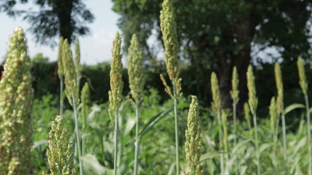 jowar grain field