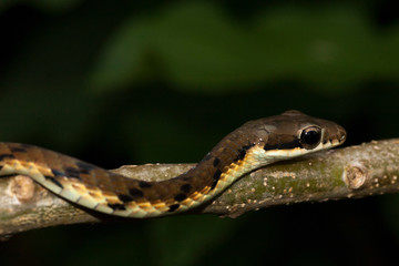 Arboreal snake from Sri Lanka