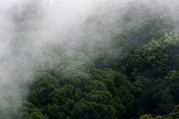 Fototapeta na wymiar Tropical cloud forest in Sri Lanka