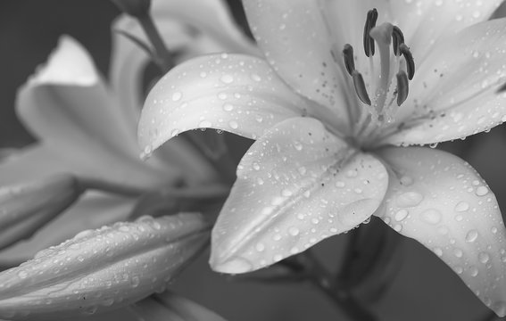 Flowering lily in the garden in the summer. Natural blurred background.Drops of morning dew on flower petals.Black and white photography.