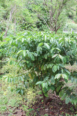 Fototapeta na wymiar Arabicas Coffee Tree on Coffee tree at Doi Chaang in Thailand, Coffee bean Single origin words class specialty.