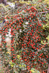 Bright orange berries on a branch of cotoneaster bush