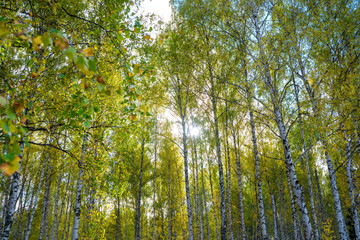Summer scene in a birch forest lit by the sun. Summer landscape with green birch forest. White birches and green leaves