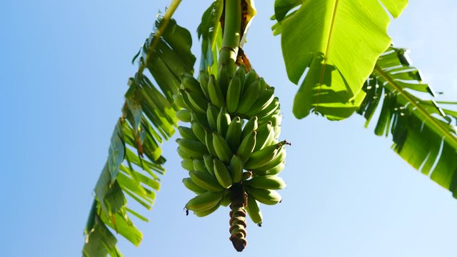 Bunch of bananas on the plant – License Images – 693890 ❘ StockFood
