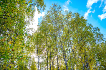 Summer scene in a birch forest lit by the sun. Summer landscape with green birch forest. White birches and green leaves
