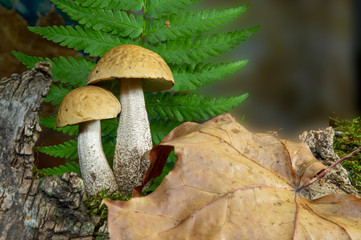Two birch bolete mushrooms in an autumn forest