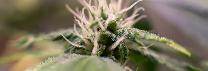 healing trichomes in cannabis crystals close-up..