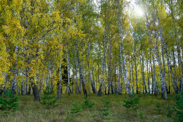 Fototapeta premium Summer scene in a birch forest lit by the sun. Summer landscape with green birch forest. White birches and green leaves