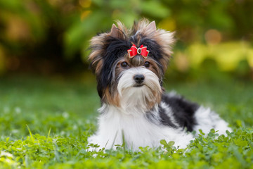 dog puppy yorkshire terrier