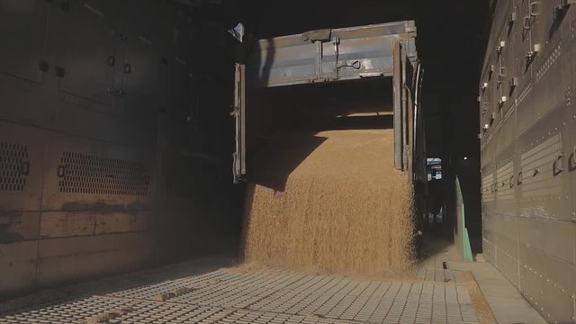 Warehouse with wheat. Loading wheat to the warehouse slow motion