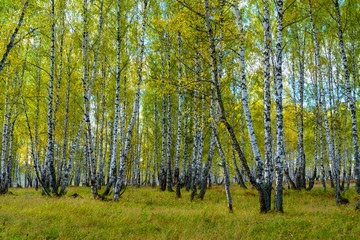 Summer scene in a birch forest lit by the sun. Summer landscape with green birch forest. White birches and green leaves