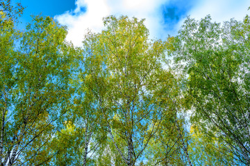 Summer scene in a birch forest lit by the sun. Summer landscape with green birch forest. White birches and green leaves