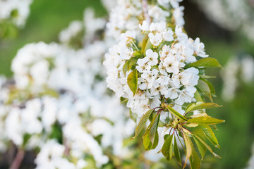 Fototapeta premium spring