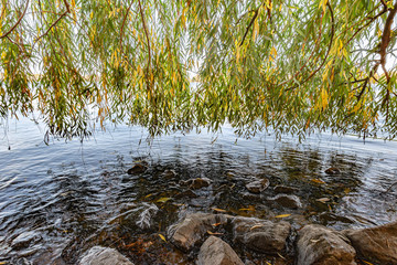 Curtain of weeping willow branches and leaves close to the Dnieper river in autumn are moved by the wind. Rocks and fallen yellow leaves in the water