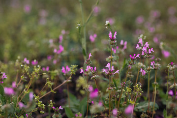 spring